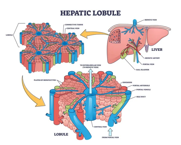 Hepatic Lobule Anatomy Anatomic Liver Unit Structure Outline Diagram Labeled — Stockvector