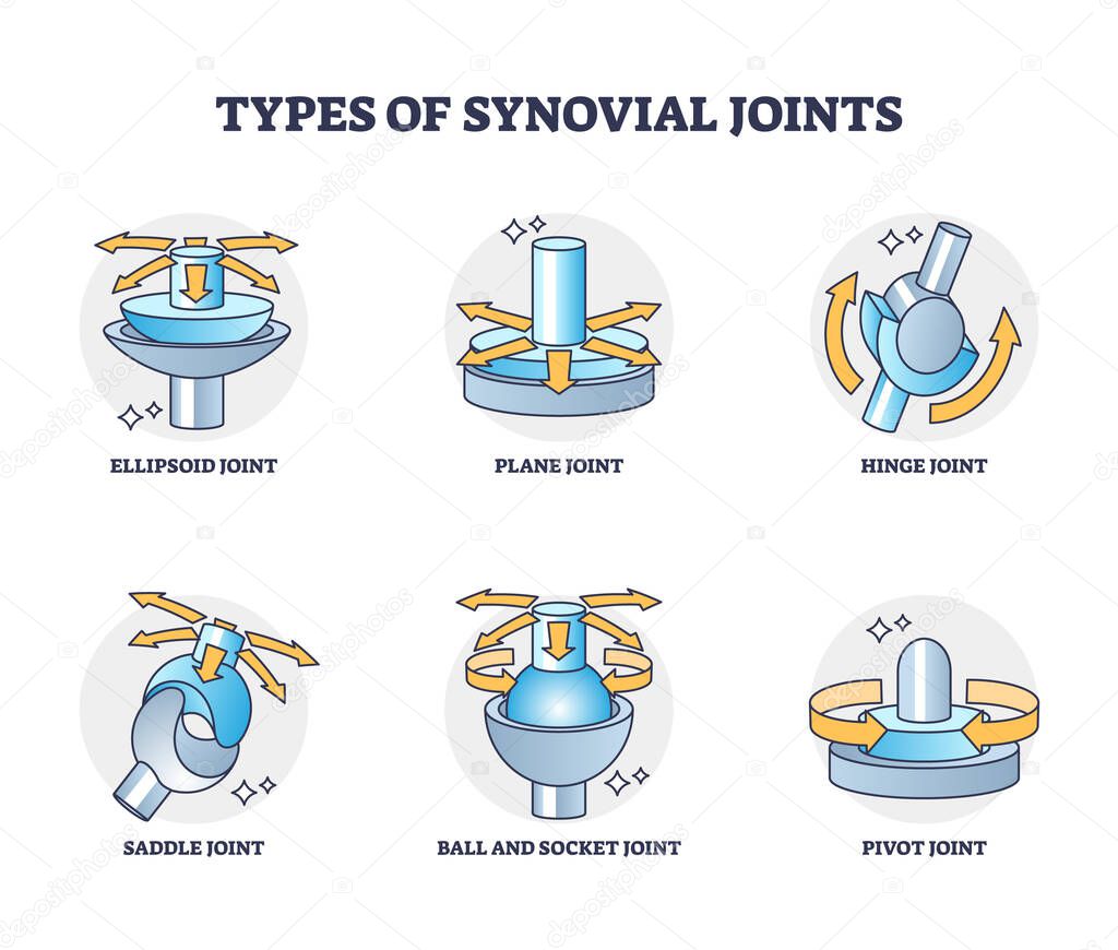 Types of synovial joints movement classification for body outline diagram. Labeled educational anatomical division with ellipsoid, hinge, saddle, pivot and ball socket bone joints vector illustration.