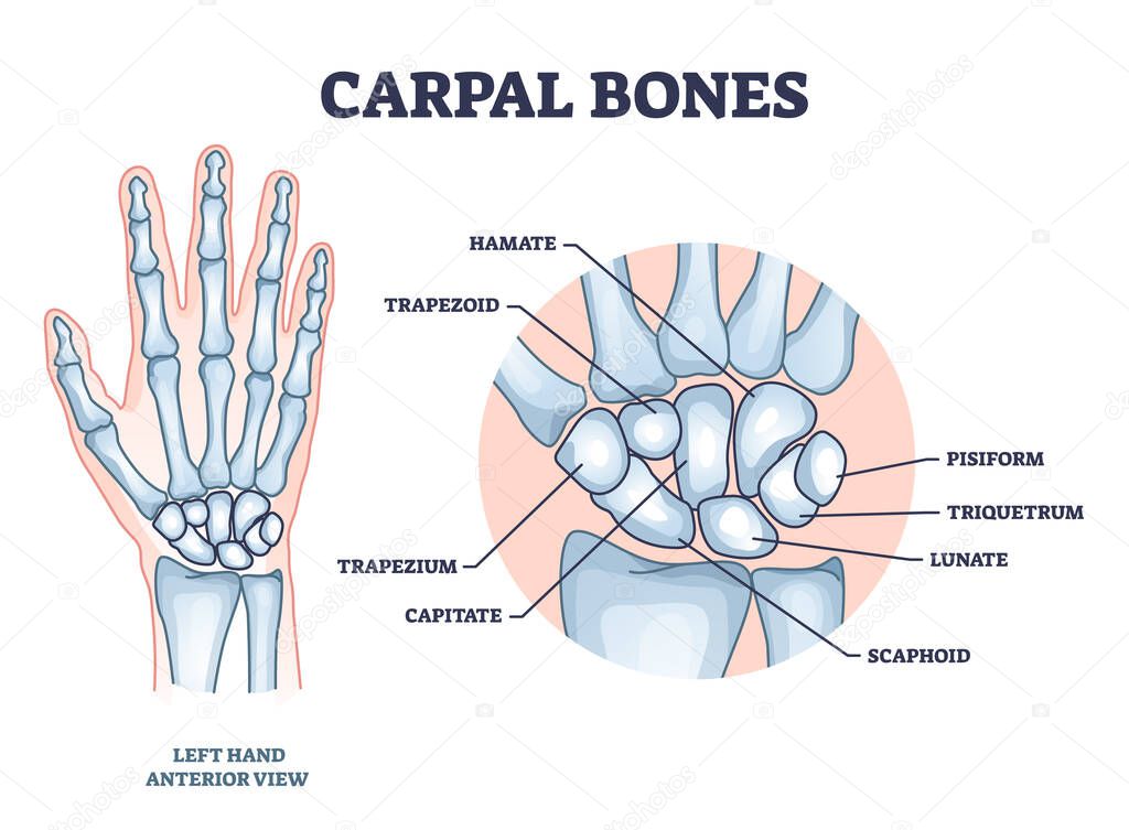 Carpal bones with hand palm skeletal structure and anatomy outline diagram. Labeled educational scheme with medical left hand model and isolated hamate, trapezoid or pisiform bone vector illustration.