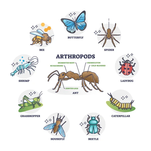 Coleção Grupos Animais Artrópodes Diagrama Contorno Anatomia Corpo Formigas Segmentadas — Vetor de Stock