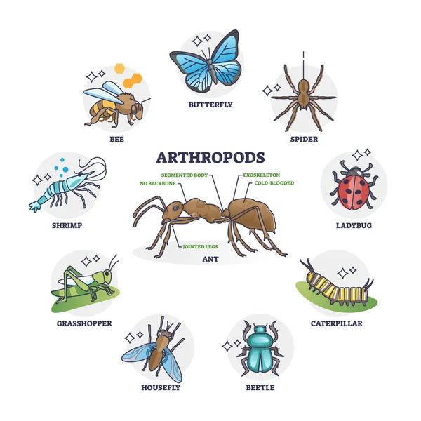 Arthropods Animal Group Collection Segmented Ant Body Anatomy Outline Diagram — Stock Vector