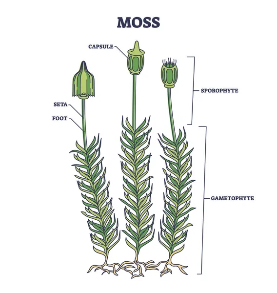 Moss Βιολογική Ανατομία Δομή Των Φυτών Και Μέρη Διάγραμμα Περίγραμμα — Διανυσματικό Αρχείο