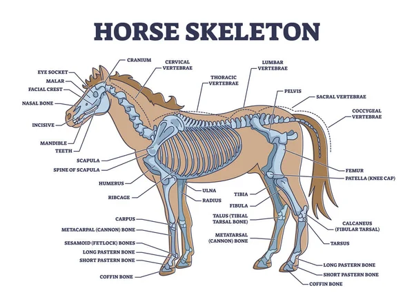 Σκελετός Αλόγου Σκελετικό Σύστημα Ζώων Και Διάγραμμα Ανατομίας Οστών Σηματοδοτημένο — Διανυσματικό Αρχείο