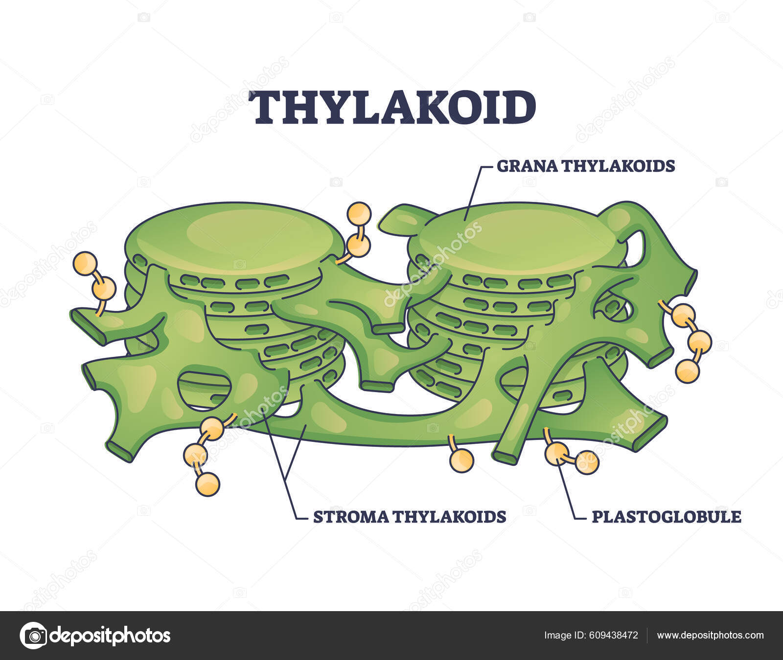 Membran Tilakoid Mengikat Kompartemen Kloroplas Struktur Diagram Garis  Besar Label Vektor Stok oleh ©VectorMine 609438472, image size:1600x1350