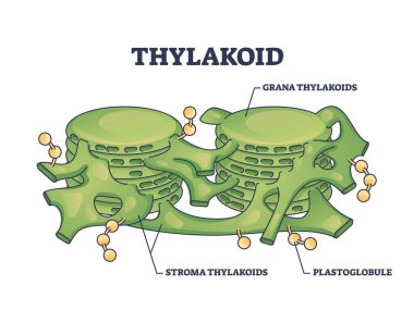 Thylakoid membrane bound chloroplast compartments structure outline diagram. Labeled educational botany scheme with grana and stroma thylakoids or plastoglobule parts location vector illustration. clipart