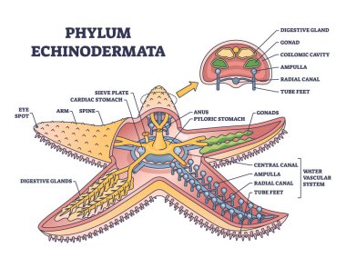 Phylum echinodermata ya da iç yapı şeması olan denizyıldızı anatomisi. Deniz yaşamı hayvan iç organları illüstrasyonu için zooloji tanımına sahip etiketli eğitim ayrıntılı şeması.