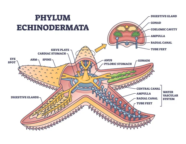 Філум Ехінодерматит Або Морська Анатомія Діаграмою Контуру Внутрішньої Структури Позначена — стоковий вектор