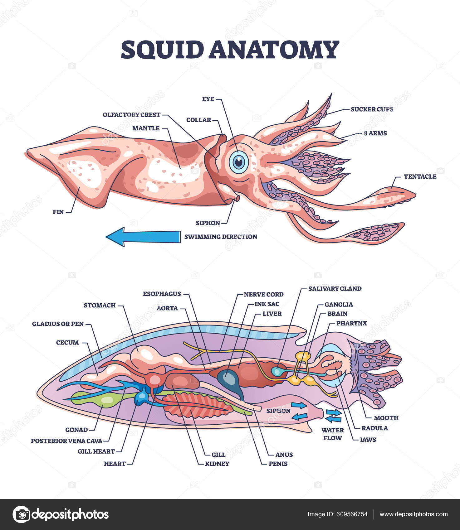 Krake anatomie