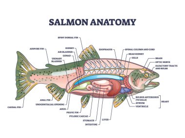 Biyolojik iç yapısı ve organ parçaları diyagramı olan somon balığı anatomisi. Dahili karaciğer, mide, kalp ve solungaçlı eğitimsel zooloji açıklaması.