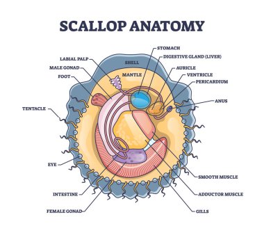 Scallop anatomy with marine bivalve mollusk inner structure outline diagram. Labeled educational scheme with seafood or underwater species internal biological organ description vector illustration. clipart