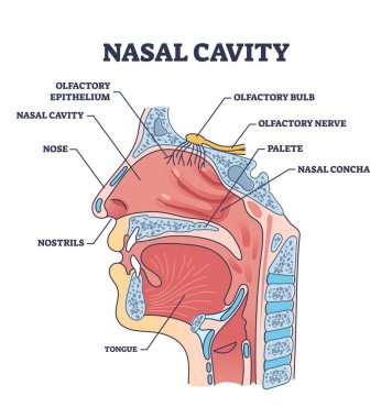 Burun parçalarının bulunduğu burun boşluğu anatomisi şemayı tanımlıyor. Ağız ve ağız yapısı vektör illüstrasyonuyla etiketlenmiş eğitim enine kesiti şeması. Burun delikleri ve koku alma yeri.