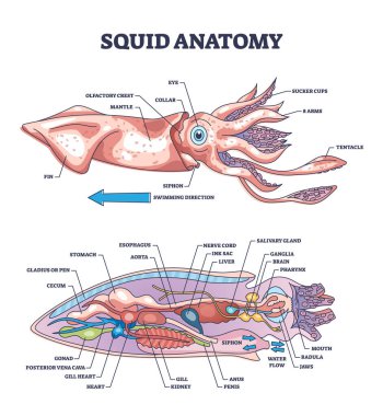 Mürekkep balığı anatomisi ve sualtı yaratığı iç biyolojik parçaların yapı şeması. Yumuşakça kesitli ve iç organ konum vektörü illüstrasyonlu etiketli eğitim zoolojisi şeması.