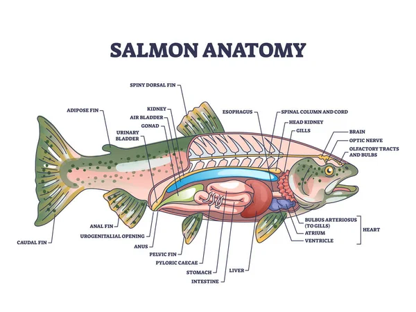 Anatomía Los Peces Salmón Con Estructura Interna Biológica Diagrama Contorno — Vector de stock