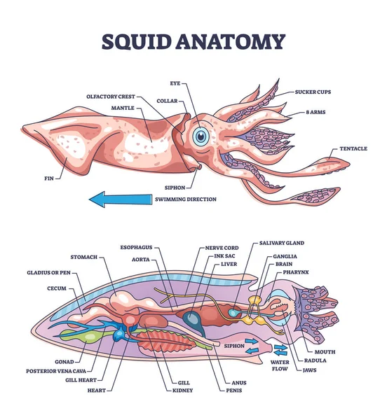 Squid Ανατομία Και Υποβρύχια Πλάσμα Εσωτερικά Βιολογικά Μέρη Διάγραμμα Περίγραμμα — Διανυσματικό Αρχείο