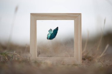 beautiful butterfly framed in the middle of nature clipart
