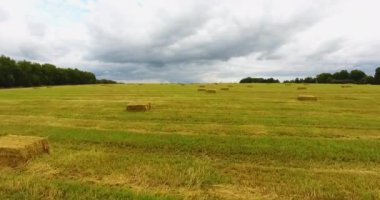 Hasat edilen buğday tarlasının üzerinden uçmak