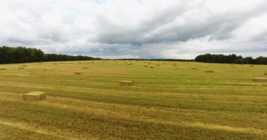 Hasat edilen buğday tarlasının üzerinden uçmak