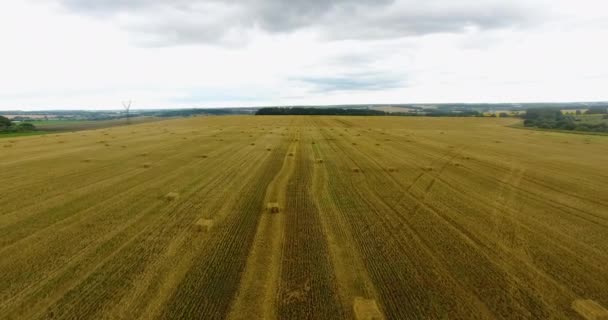 Campo de trigo colhido de uma vista de olhos de pássaros — Vídeo de Stock