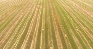 Kuşbakışı bir tarladan hasat edilmiş.