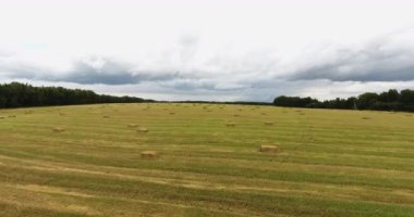 Hasat edilen buğday tarlasının üzerinden uçmak