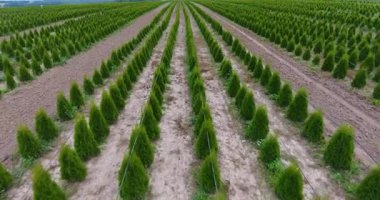 Avcı batısında fidelerin fidanlığı üzerinde uçmak.