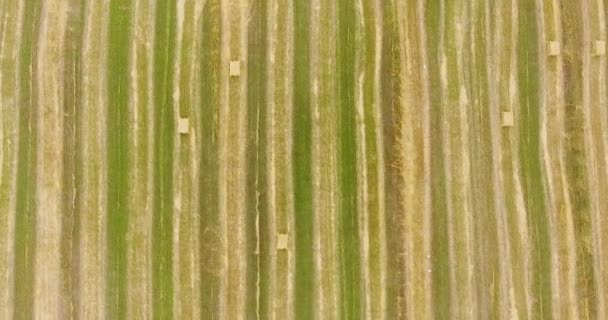 Урожай пшеничного поля с высоты птичьего полета — стоковое видео