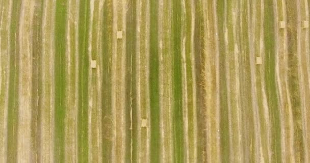 Campo de trigo cosechado a vista de pájaro — Vídeo de stock