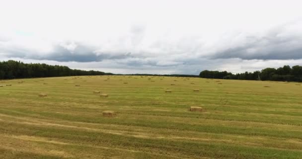 수확 한 밀 밭 위를 비행 함 — 비디오