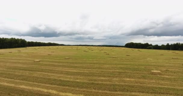 Fly over en høstet hvedemark – Stock-video