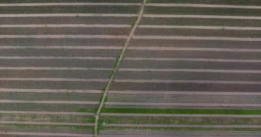 Kuşbakışı bir tarladan hasat edilmiş.