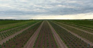 Avcı batısında fidelerin fidanlığı üzerinde uçmak.