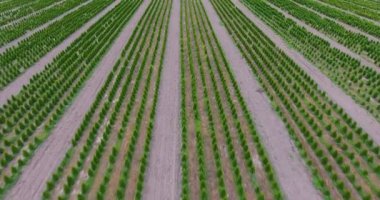 Avcı batısında fidelerin fidanlığı üzerinde uçmak.