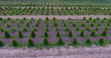 Avcı batısında fidelerin fidanlığı üzerinde uçmak.