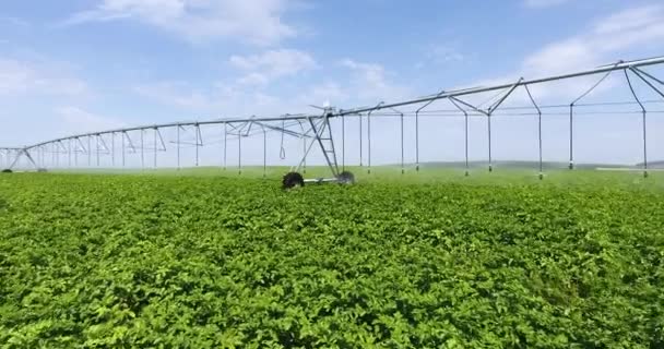 Aereo drone volo sopra campo di patate verdi con moderne attrezzature di irrigazione — Video Stock