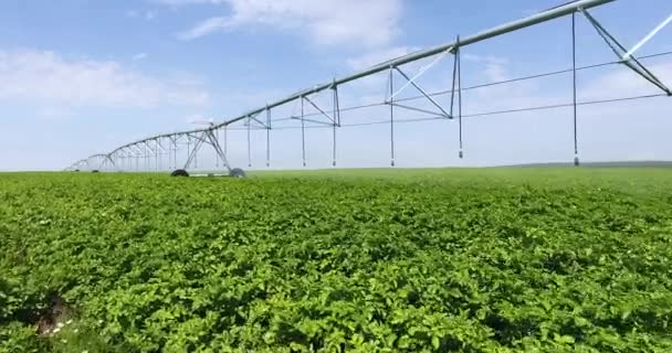 Luchtdrone vlucht over groen aardappelveld met moderne irrigatieapparatuur — Stockvideo