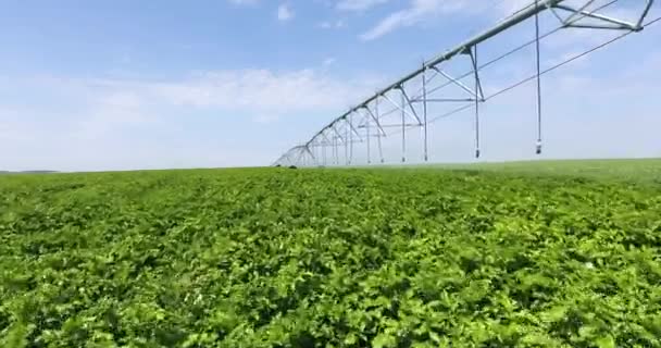 Aereo drone volo sopra campo di patate verdi con moderne attrezzature di irrigazione — Video Stock