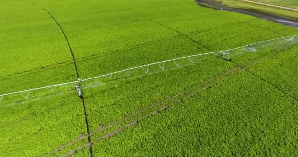 Modern sulama ekipmanıyla yeşil patates tarlası üzerinde hava aracı uçuşu — Stok video