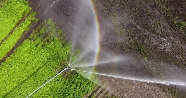 Vol aérien par drone au-dessus d'équipements d'irrigation modernes sur un champ vert — Video