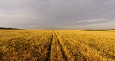 Buğday tarlasında kamera uçuşu