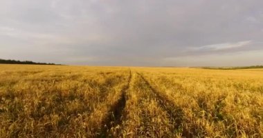 Buğday tarlasında kamera uçuşu