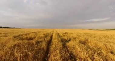 Buğday tarlasında kamera uçuşu