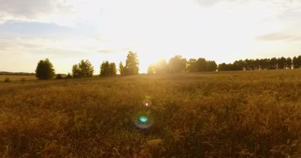 밀 밭 위를 카메라로 비행 함 — 비디오