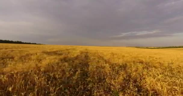 Camera flight over the wheat field — Stock Video