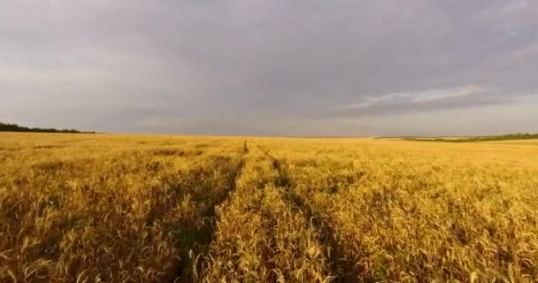Buğday tarlasında kamera uçuşu — Stok video