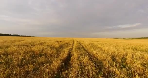 Camera flight over the wheat field — Stock Video