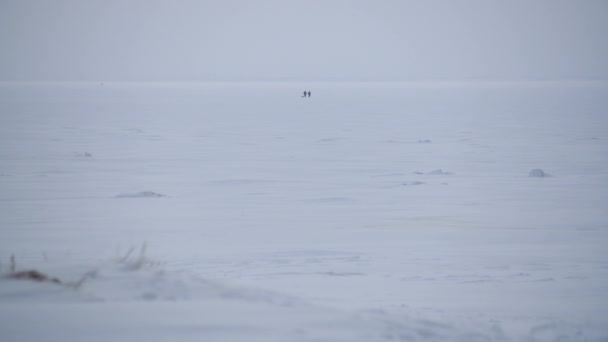 Panoramic view two people walking across the snow-covered Baltic sea — Stock Video