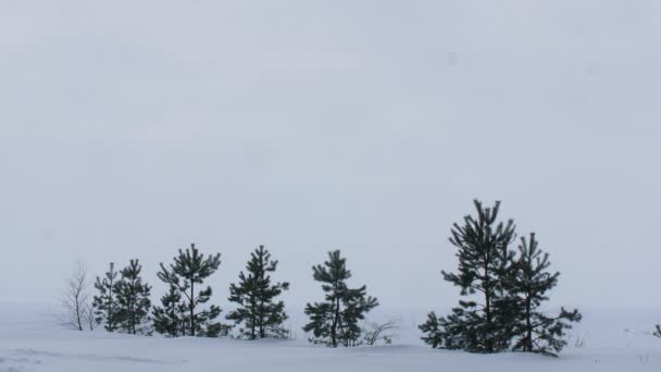 Несколько небольших сосен посажены в снегу — стоковое видео