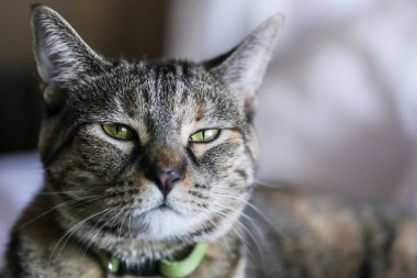 Yatakta dinlenen tekir kedi. 