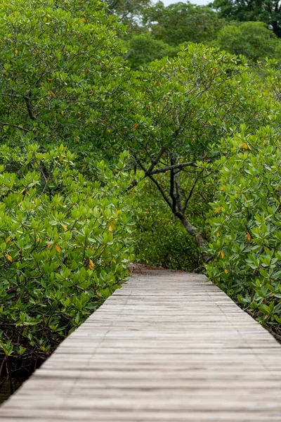 Una Passerella Legno Costruita Sopra Zona Delle Mangrovie Isola Bocas — Foto Stock