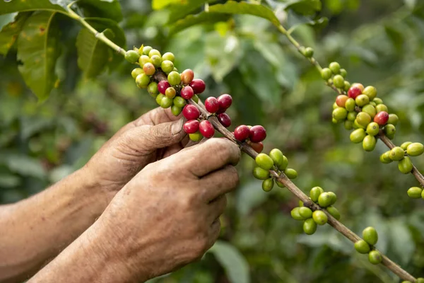 콜롬비아 아르메니아 농원에 커피콩 — 스톡 사진